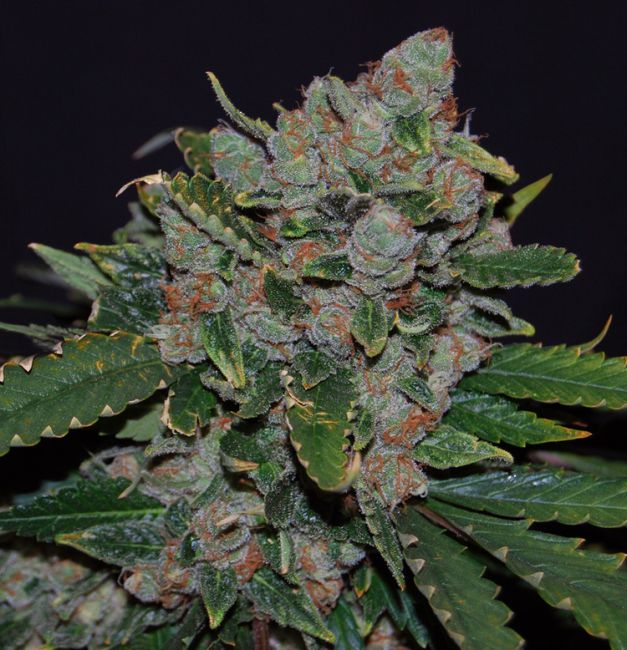 T.H. Seeds M.O.B. Feminised Seeds