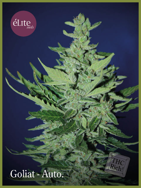 Elite Seeds Goliath Auto Feminised Seeds