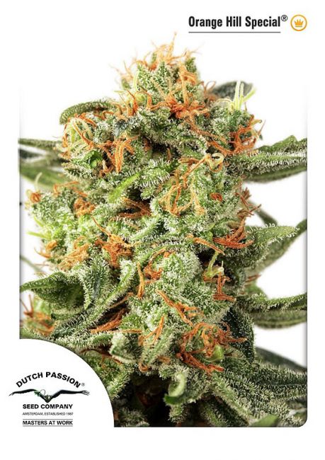 Dutch Passion Orange Hill Special Feminised Seeds