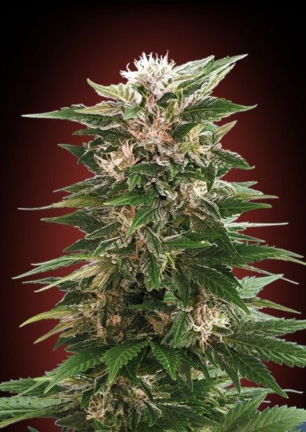 Advanced Seeds Kaya 47 Feminised Seeds