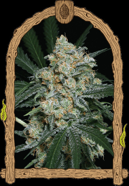 Exotic Seed Zkittalicious Auto Feminised Seeds