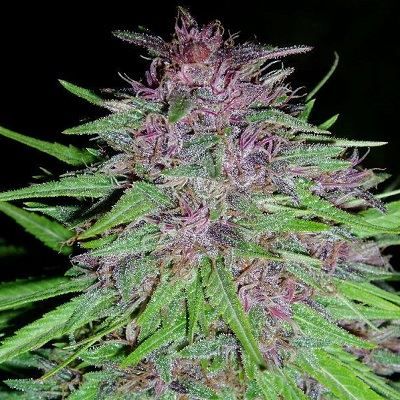 Ace Seeds Erdpurt Regular Seeds