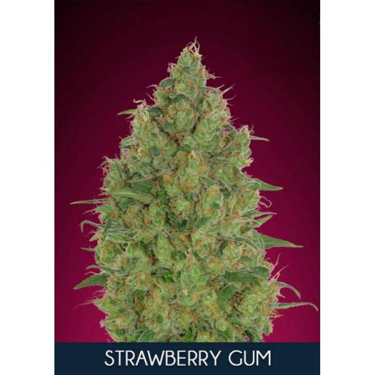 Advanced Seeds Strawberry Gum Feminised Seeds