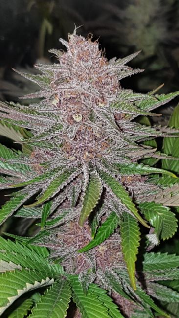 Resin Seeds Forbidden Widow Feminised Seeds