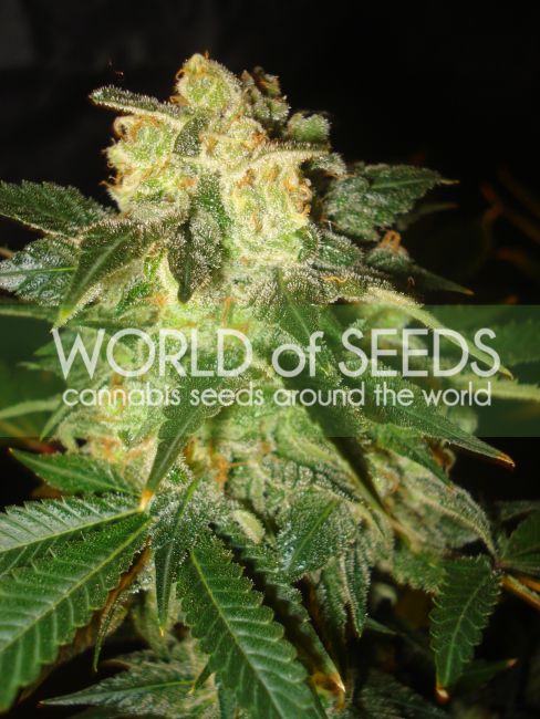 World of Seeds Pakistan Ryder Auto Feminised Seeds