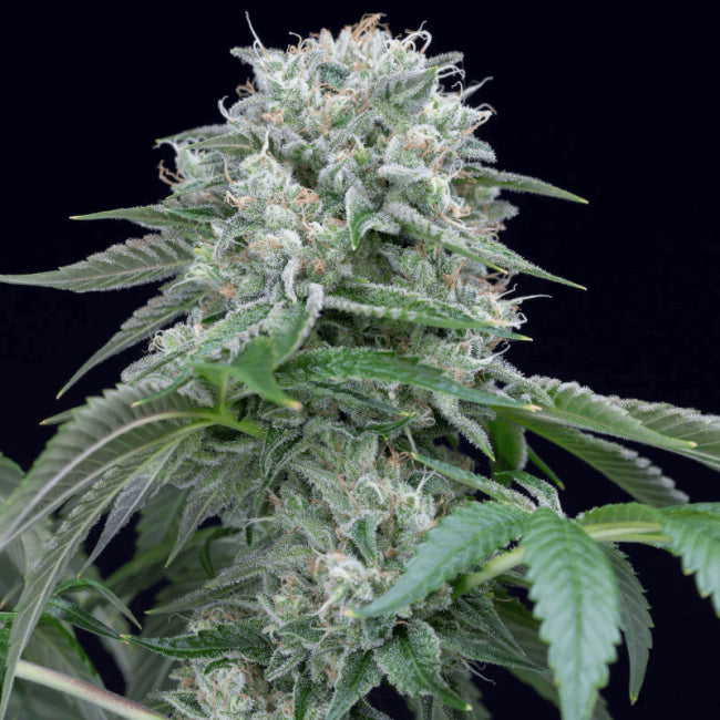 Silent Seeds Starfire OG Feminised Seeds