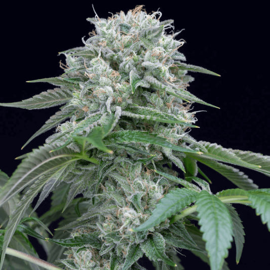 Silent Seeds Starfire OG Feminised Seeds