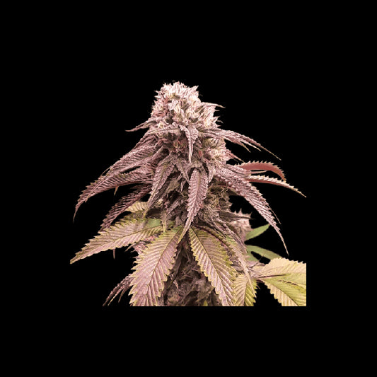 Super Sativa Seed Club Strawberry Cookies FAST Feminised Seeds