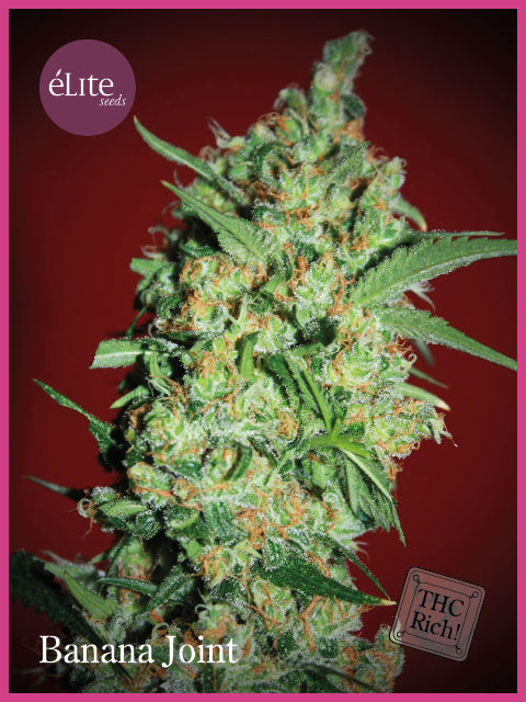 Elite Seeds Banana Joint Feminised Seeds