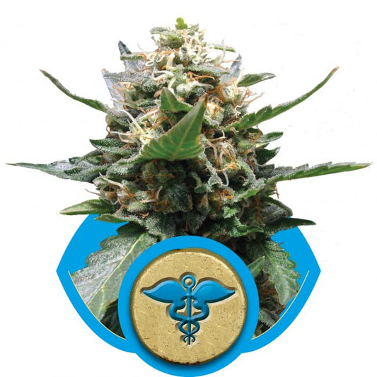 Royal Queen Seeds Royal Medic CBD Feminised Seeds