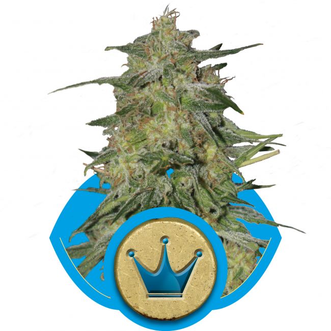 Royal Queen Seeds Royal Highness CBD Feminised Seeds