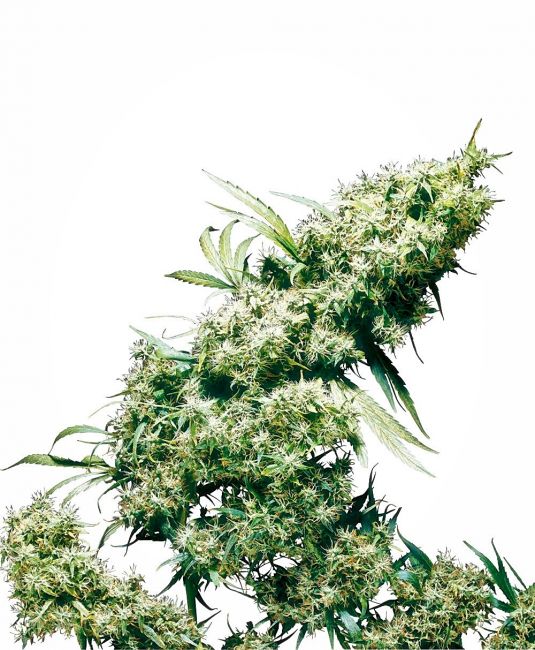 Sensi Seeds Jamaican Pearl Feminised Seeds