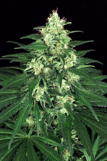 Exotic Seed Lemon Candy Feminised Seeds