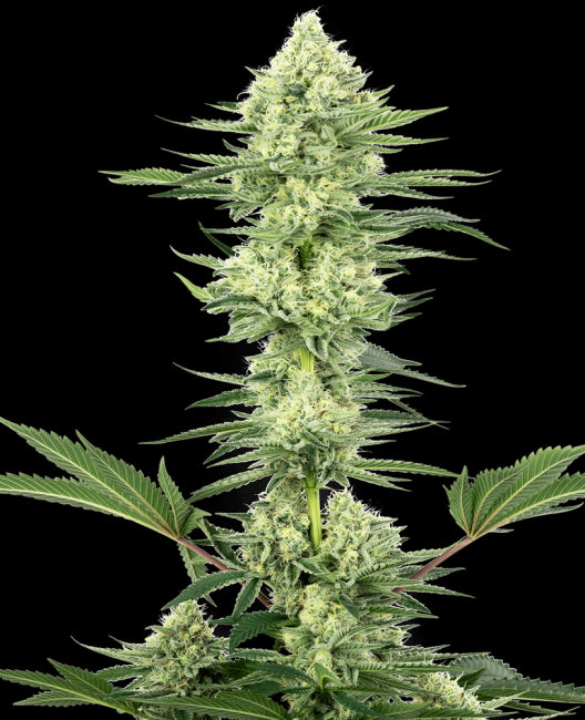 White Label Seed Company White Gorilla Haze Feminised Seeds