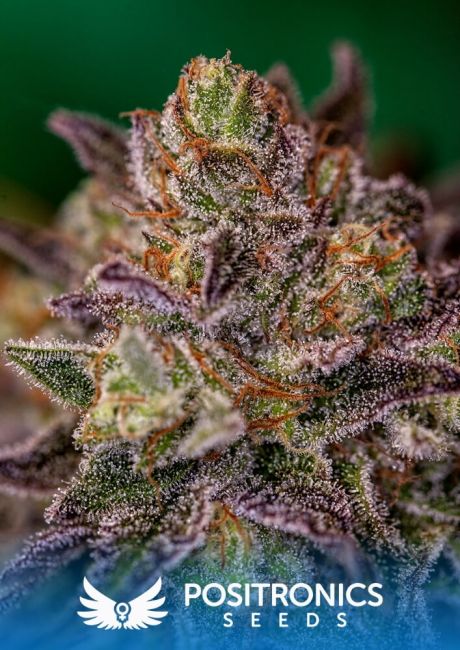 Positronic Seeds Purple Cherry Feminised Seeds