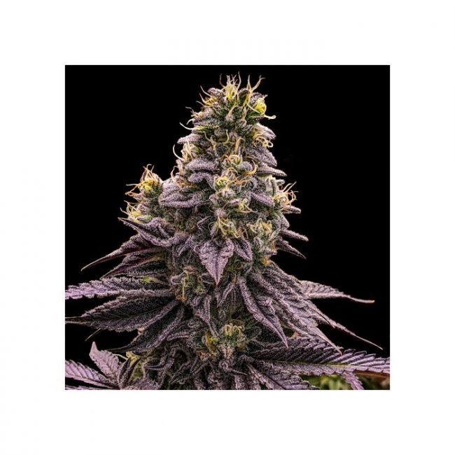 Ripper Seeds Zombie Bride Feminised Seeds