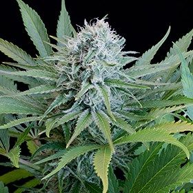 G13 Labs Peach Puree CBD Feminised Seeds