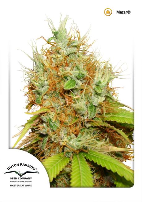 Dutch Passion Mazar Regular Seeds