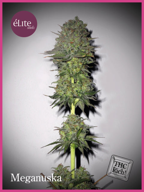 Elite Seeds Meganuska Feminised Seeds