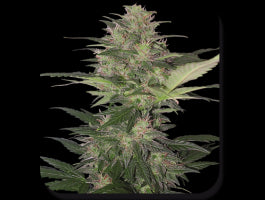 Buddha Seeds Red Dwarf Auto Feminised Seeds