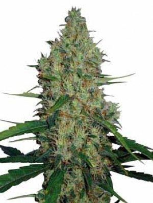 Mr Nice Seedbank G13 Haze Regular Seeds