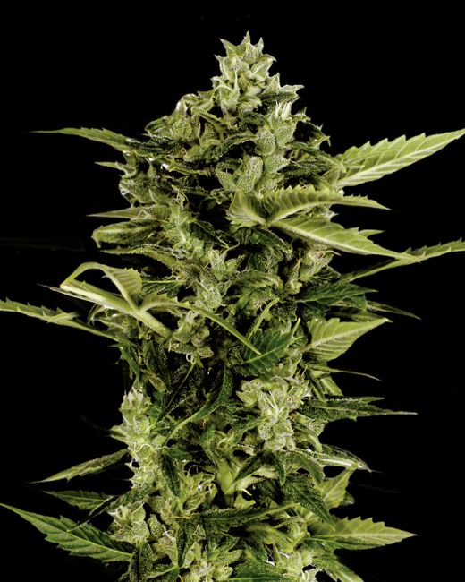 Greenhouse Seed Co. Auto-Bomb Feminised Seeds