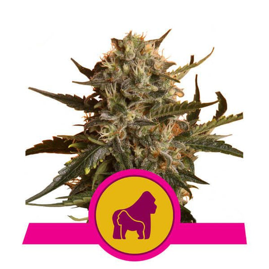 Royal Queen Seeds Mother Gorilla (formerly Royal Madre) Feminised Seeds