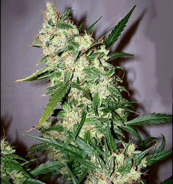 Mr Nice Seedbank ASH Regular Seeds