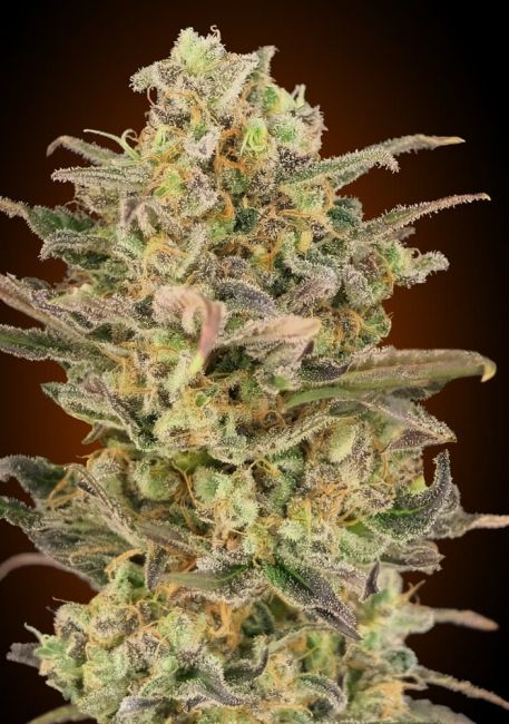 Advanced Seeds Somango Glue Feminised Seeds