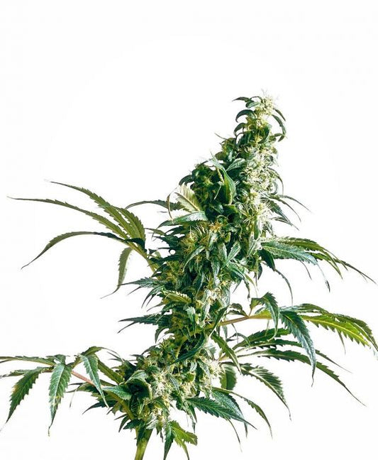 Sensi Seeds Mexican Sativa Feminised Seeds