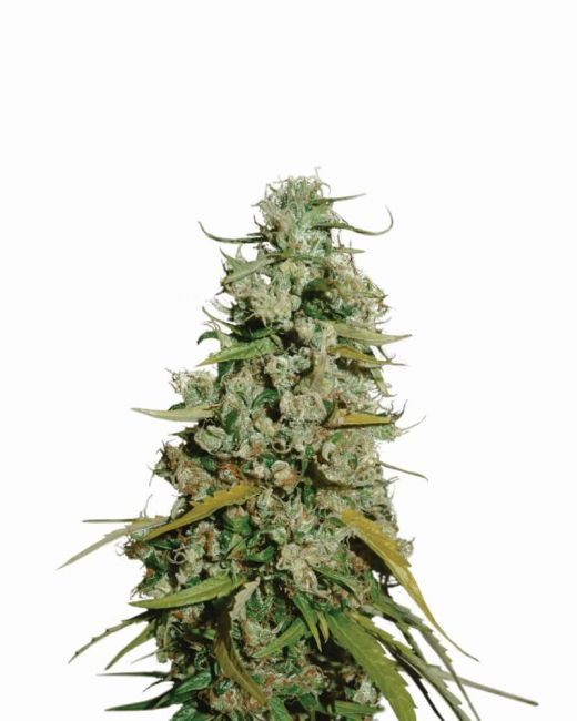 Nirvana Seeds Hawaii Maui Waui Feminised Seeds