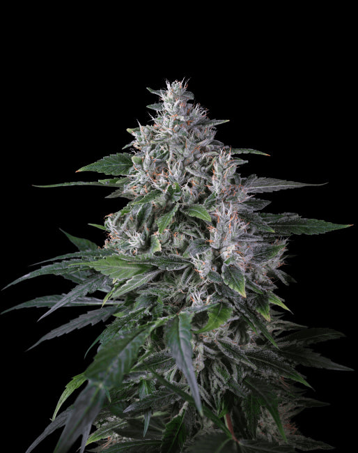 Super Sativa Seed Club Karel's Haze Regular Seeds