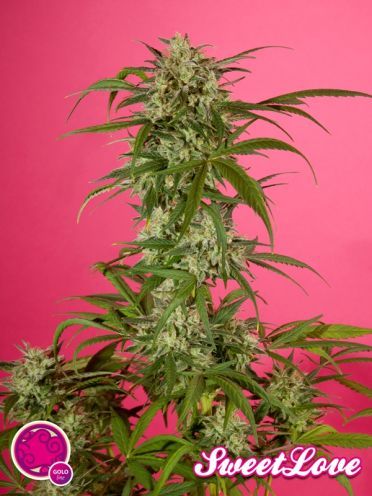 Philosopher Seeds SweetLove Feminised Seeds