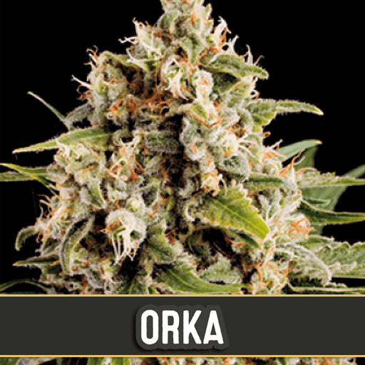 Blimburn Seeds Orka Feminised Seeds