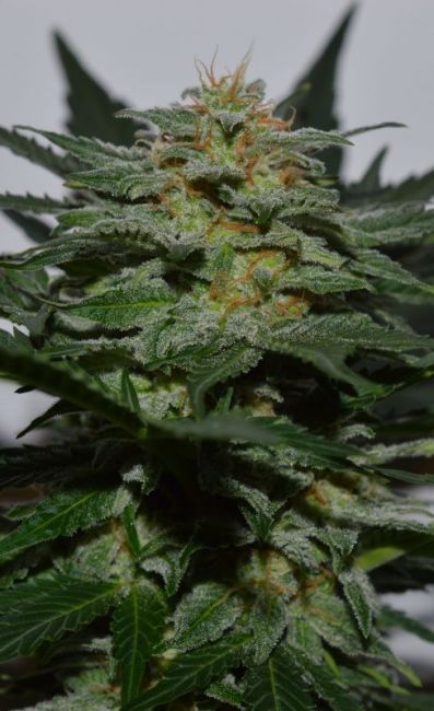 Garden Of Green SweetBerry Cough Auto Feminised Seeds