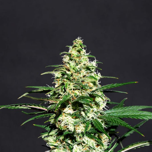 Kannabia Seeds Amnesi - K Lemon Feminised Seeds