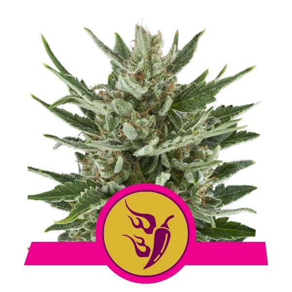 Royal Queen Seeds Speedy Chile FAST VERSION Feminised Seeds