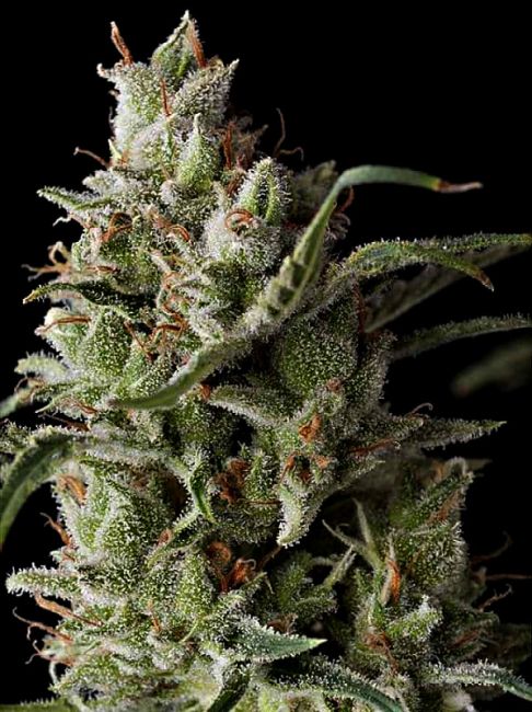 Grand Daddy Genetics The Funk Feminised Seeds