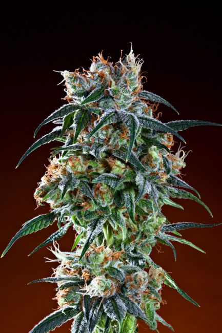 Grand Daddy Genetics Bay 11 Regular Seeds