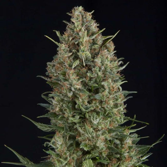 Pyramid Seeds Wembley Feminised Seeds