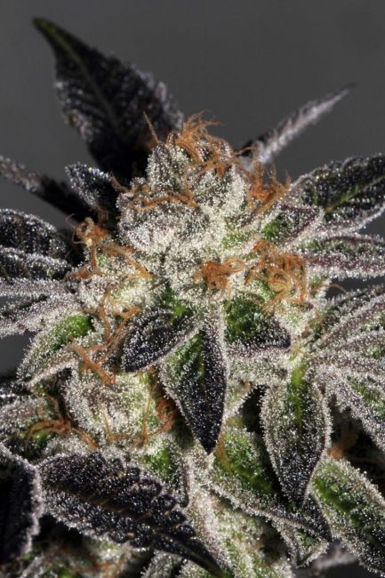 Mamiko Seeds Cookies Feminised Seeds