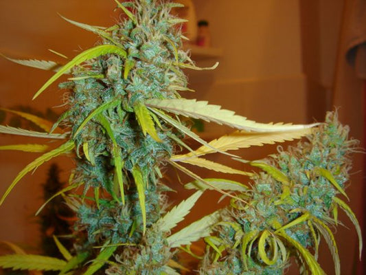 Mr Nice Seedbank Angel Heart (Mango Haze x Afghan Skunk) Regular Seeds