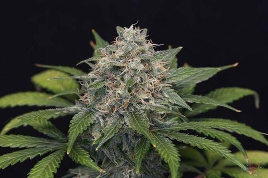 Garden Of Green Super Pineapple Haze Feminised Seeds