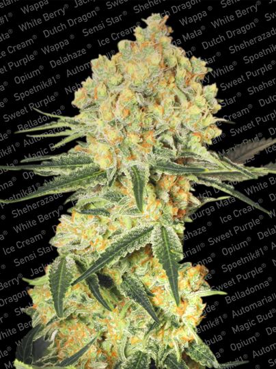 Paradise Seeds Wappa Auto Feminised Seeds