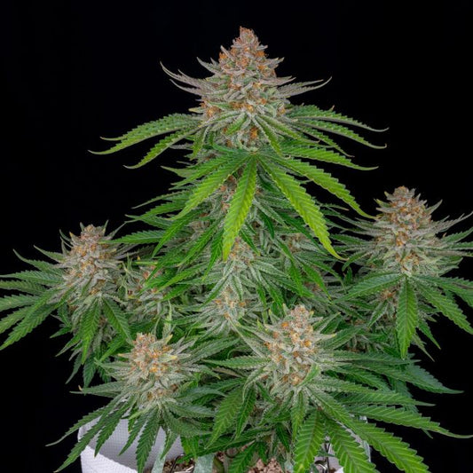 FastBuds Strawberry Pie Auto Feminised Seeds