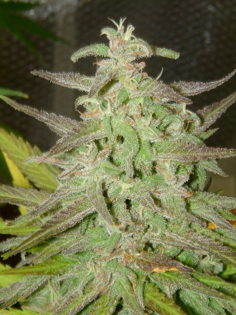 Female Seeds Maroc Feminised Seeds