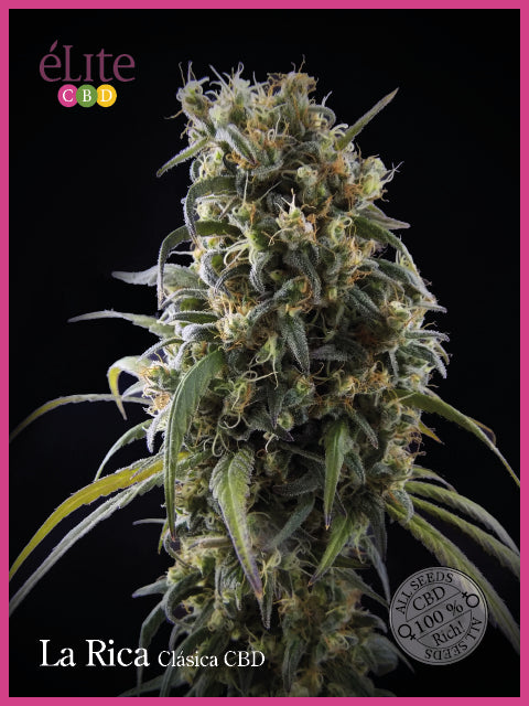 Elite Seeds La Rica Classic CBD Feminised Seeds