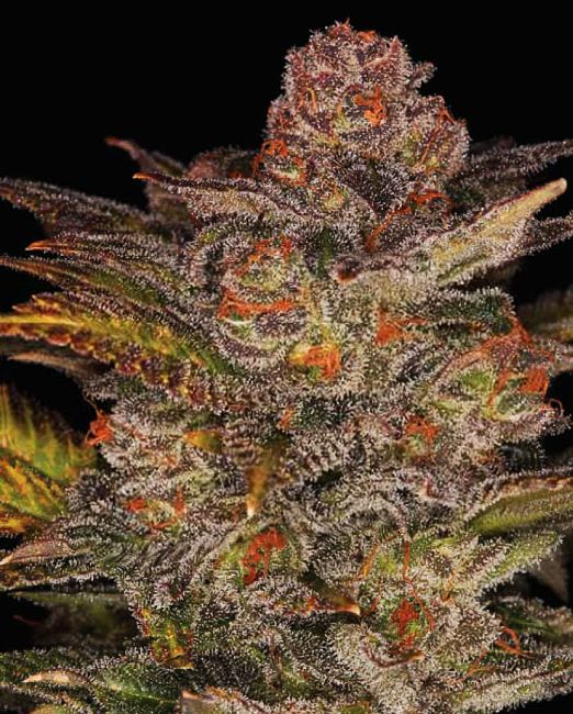 Expert Seeds Blueberry Glue (Glueberry) Auto Feminised Seeds