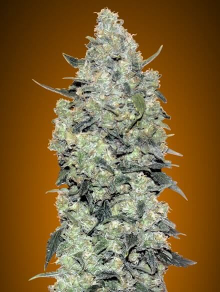 Advanced Seeds Critical Mass Auto Feminised Seeds