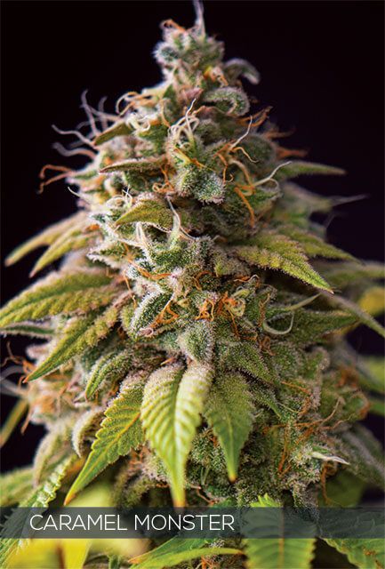 Vision Seeds Caramel Monster Feminised Seeds